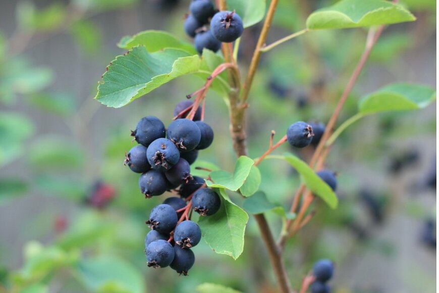 濃い青紫色に熟したジューンベリーの実