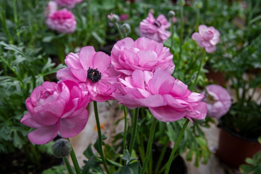 ピンクのラナンキュラスの花