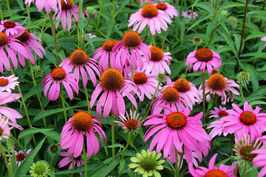 ピンクの花を咲かせている、エキナセア