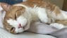 「今週のヤル気！」猫の独特すぎるポーズと真顔のギャップに笑ってしまう