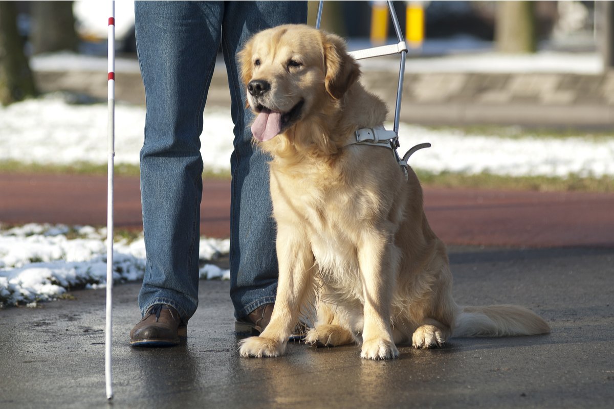 4月29日は 国際盲導犬の日 高めたい バリアフリーへの意識 Limo くらしとお金の経済メディア