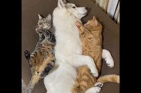 保護猫たちの母はハスキー犬　幸せすぎる映像にいいね4万超え