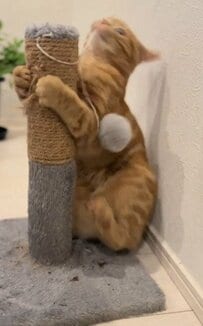 猫ちゃんの宿敵に遭遇！？目の前のスクラッチポールに攻撃！だけどその後の行動に多くのユーザーがほっこり。