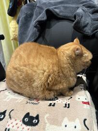 イスを独占する保護猫さん　飼い主さんが発見した悶絶ポイントに猫好きが共感！
