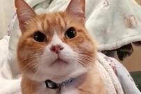 【美味しいのまだかな】期待を込めて待つ猫　まさかの行動に思わずほっこり