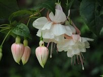 【白い花・釣り鐘型の花】春から初夏の玄関先を彩る、センスのよい低木5選