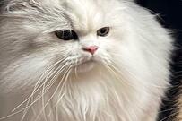 妻から届いた「帰る頃には晩御飯はないかもね…」に3.8万いいね　辛辣すぎる猫に笑ってしまう