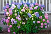 【ガーデニング】ボリューム感あるグリーンが魅力「シュラブ樹木」植栽のコツとオススメ5選