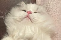 妻「仕事行けないんだけど」猫の出勤阻止が有給案件と話題