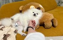 ソファに寝そべり「何か言いたげな顔」をする犬　飼い主に要求したことが話題に