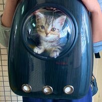 宇宙船型のキャリーに入る子猫→成長後…まさかの「ドヤ顔」育った姿に反響続々