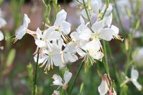 夏に「白い花」が咲く〈育てやすい多年草〉4選でホワイトガーデン。環境になじめば毎年花を咲かせます。ローメンテで初心者にもおすすめ！