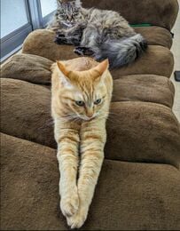 【6万回以上表示】前脚が長い猫ちゃんが話題！びょ〜んと伸びた姿に母猫もびっくり？