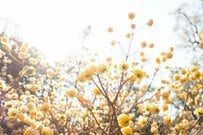 群馬県で知る人ぞ知る「春の黄金郷」を撮影　幻想的な光景に「初めて知った」「すごい密度」と驚きの声