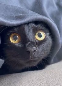 【4万いいね超え】警戒する猫ちゃんの表情に癒される人続出！「抱きしめたい！」の声