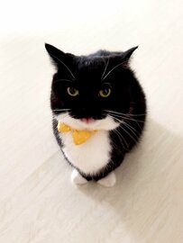 【お茶目】ぺろっと舌を出す猫ちゃんが可愛いすぎると話題「撫でてあげたくなる」の声