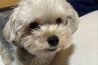 寝ているパパの枕元に「犬が置いていったもの」→家族愛あふれる「かわいい行動」に思わず感動