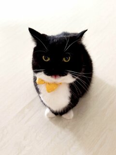 【お茶目】ぺろっと舌を出す猫ちゃんが可愛いすぎると話題「撫でてあげたくなる」の声