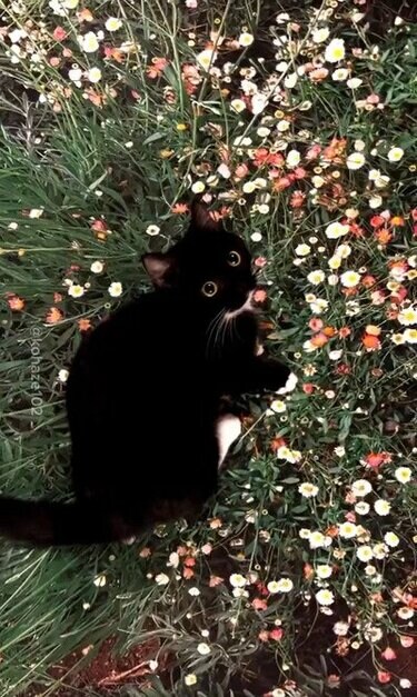 5万8000いいね】お花畑で遊ぶ黒猫ちゃん→幻想的な光景に思わず目を