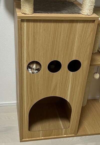 キャットタワーに潜む虎太郎くん