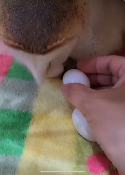 投稿動画のワンシーン