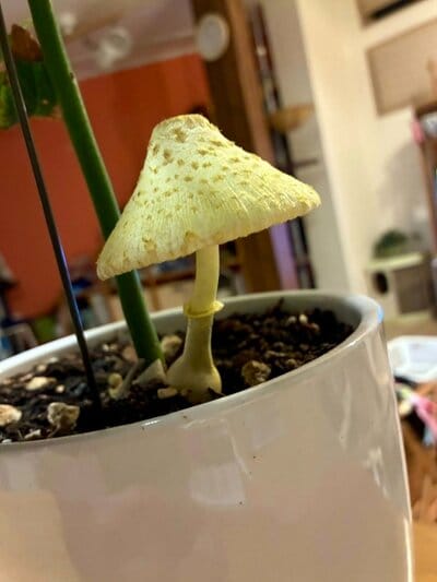 投稿の画像