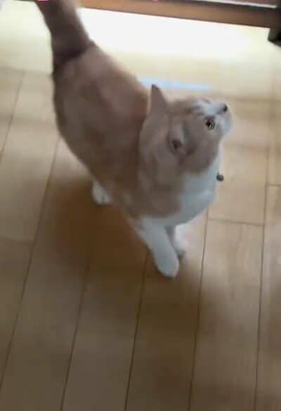 じっと見上げるそらくん