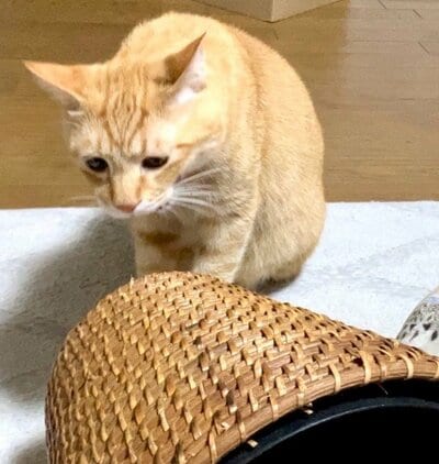 「ぼ、僕じゃないよ&hellip;」哀愁漂う雰囲気がかわいい