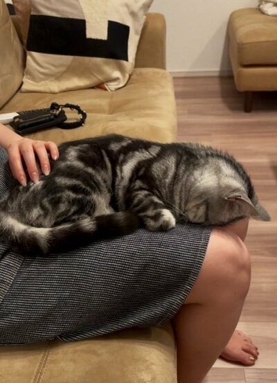 ひざの上でごめん寝するあんこくん
