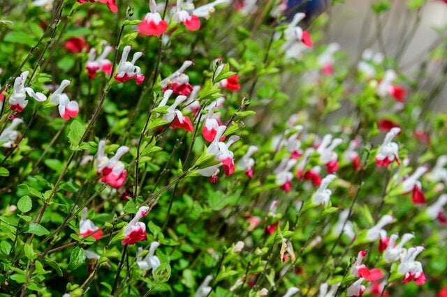 【春植え多年草】お手入れ最小限で毎年美しい　一度植えれば洗練された空間が叶う「多年草3選」