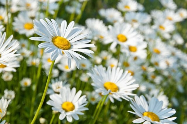【ホワイトガーデン】植えっぱなしOKでローメンテ！毎年〈おしゃれな白い花〉が咲く植物7選