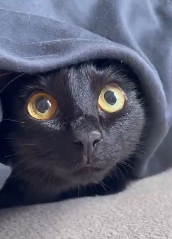 【4万いいね超え】警戒する猫ちゃんの表情に癒される人続出！「抱きしめたい！」の声