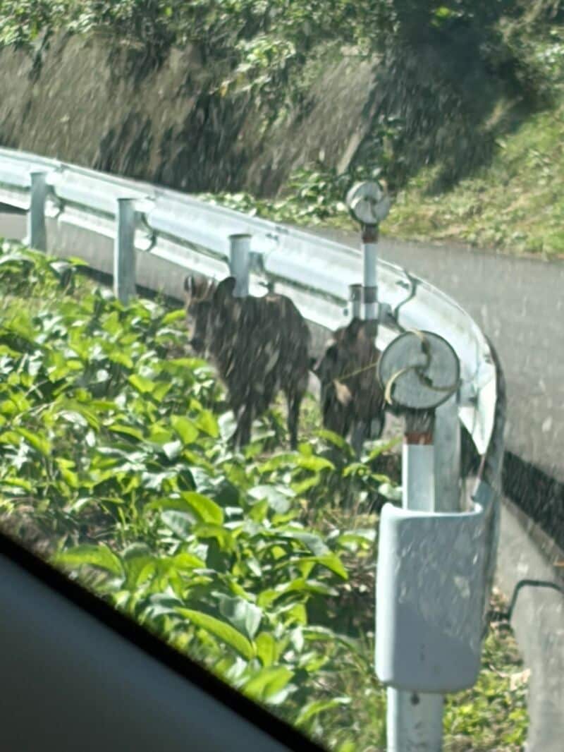 長野の路地で車が故障しレッカー車を待機 「カモシカの親子」が出現しホッコリ