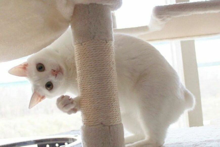 「ちょっと、待って」驚くポーズを見せる猫　思わず二度見してしまう姿に「半開きのお口が可愛い」