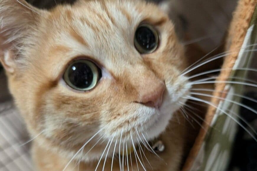 美猫が「まさかの大変身」　後光が差している姿に思わず二度見「尊いですね」「笑った」