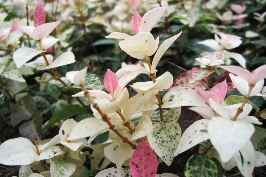 meiko_KODAKA/shutterstock.com