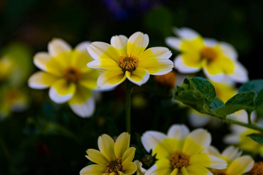 ウィンターコスモス　　　Anastasiia_Onishko/shutterstock.com