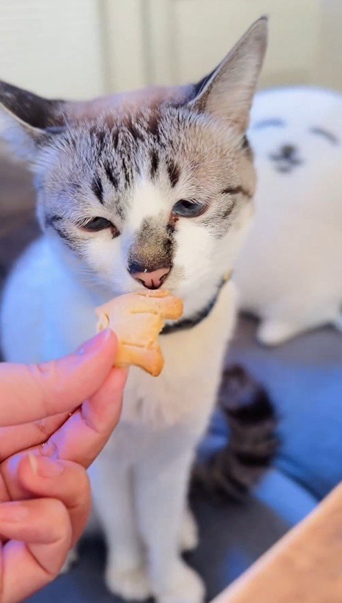 出所：@piennekomint