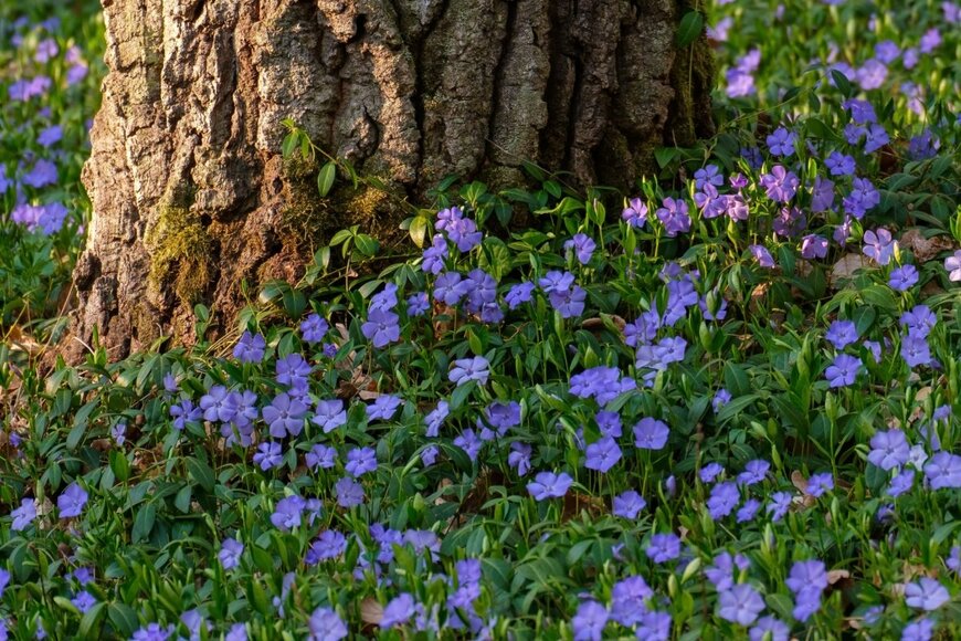 【ガーデニング】植えてはいけない常緑グランドカバー？「ぐんぐん育ち過ぎる植物」要注意4選