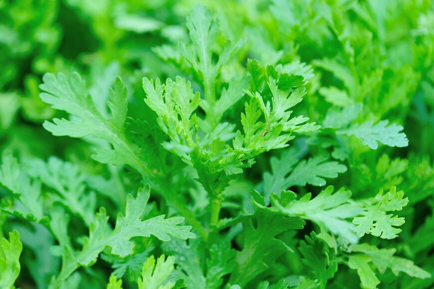 lzf/Shutterstock.com