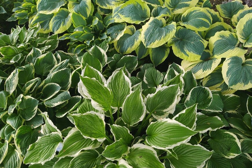 Irina Kosheleva/istockphoto.com