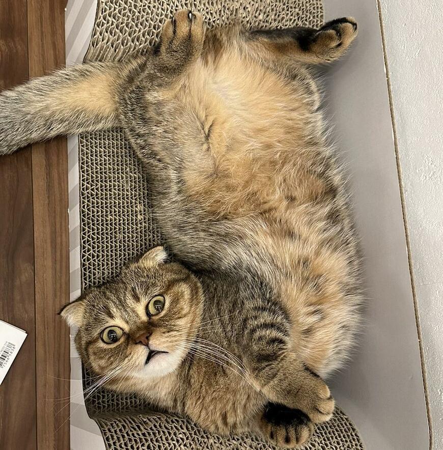 出所：@ponpokopontanu