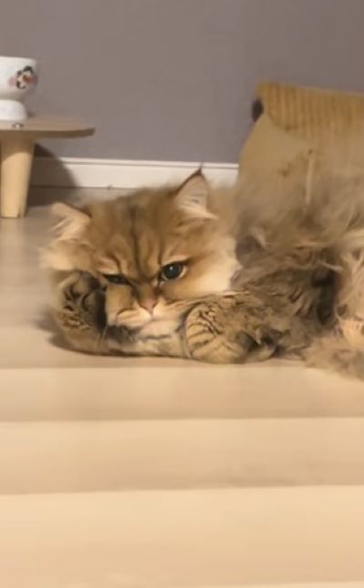 出所：@mugi.omochi0804