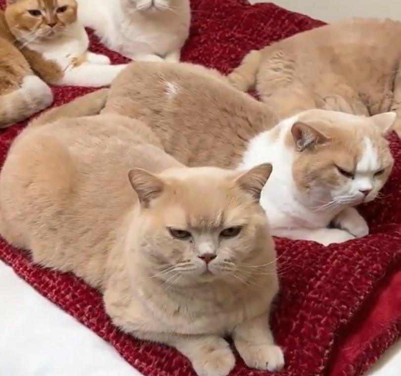 猫5匹「温めておきました」就寝しようとした母が目にした「圧巻の光景」に1.6万いいね