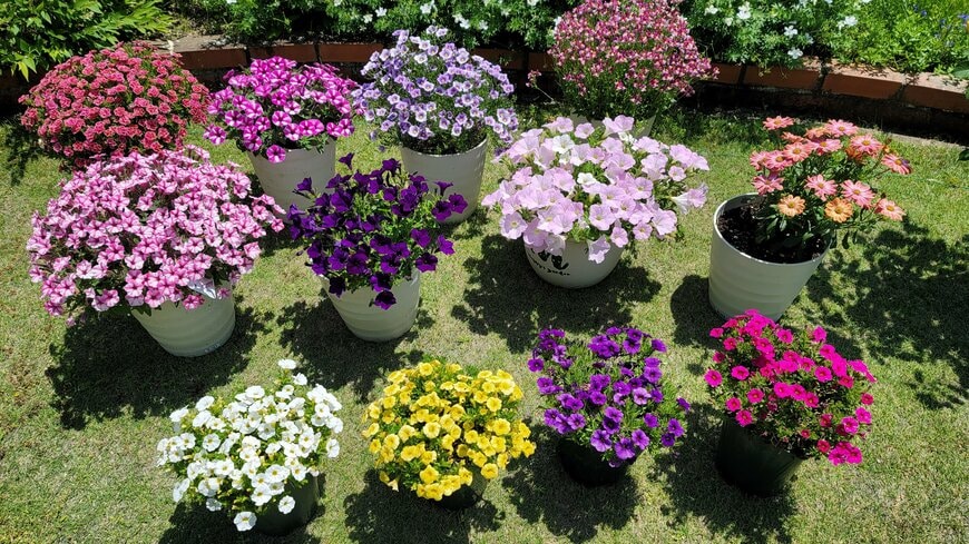 春先から「満開の花」が楽しめます！実践してよかった「一年草の冬越し」はメリットいっぱい！