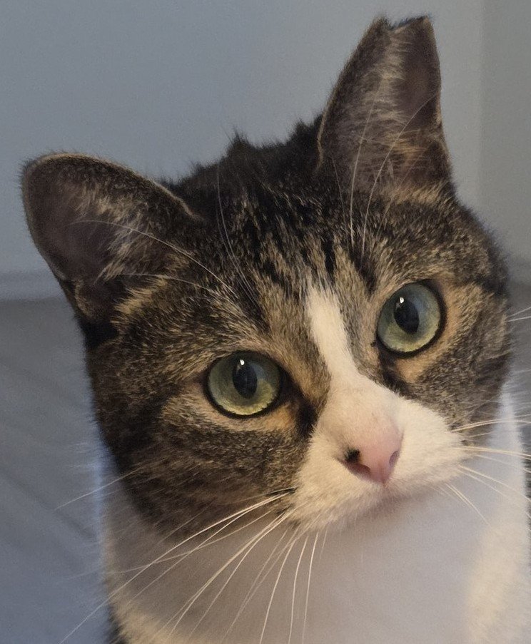 出所：@tsukuneneko