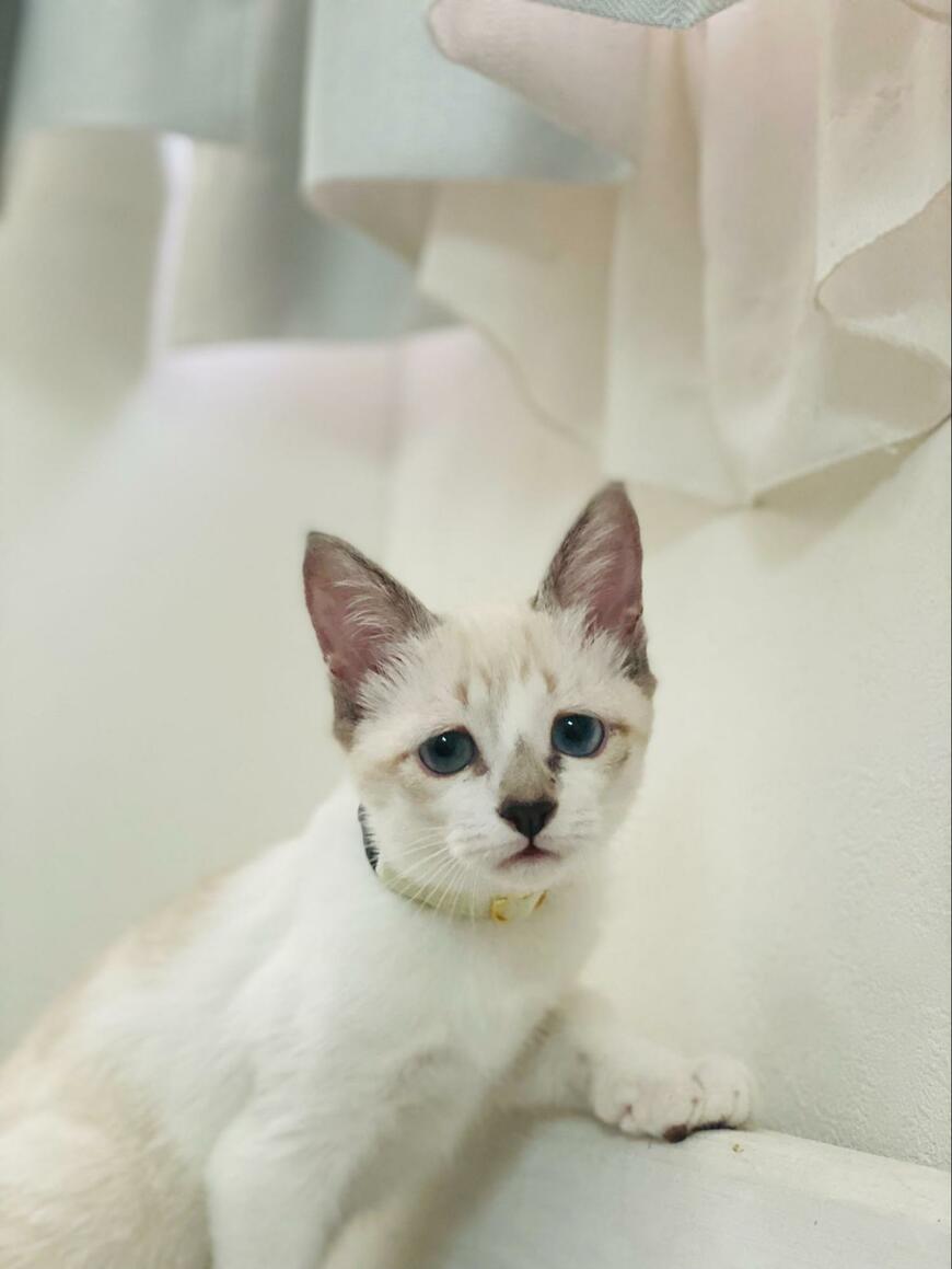 子猫時代は白っぽかった猫　成長後「まさかの第三形態」にホッコリする
