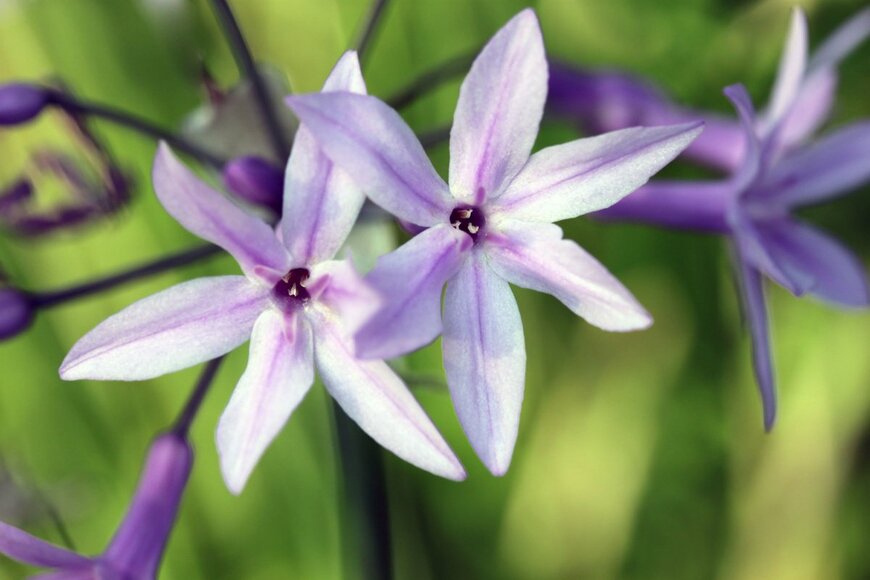 Mihai-Bogdan Lazar/istockphoto.com