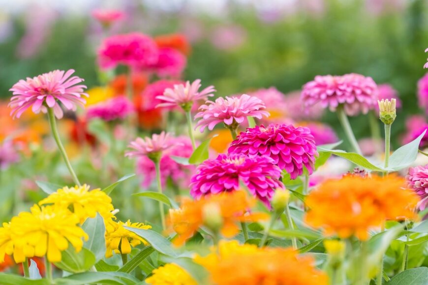 初夏～秋ずっと咲く「暑さに強い一年草」3選！梅雨前に植えて《真夏も花いっぱい》鉢植えもOK
