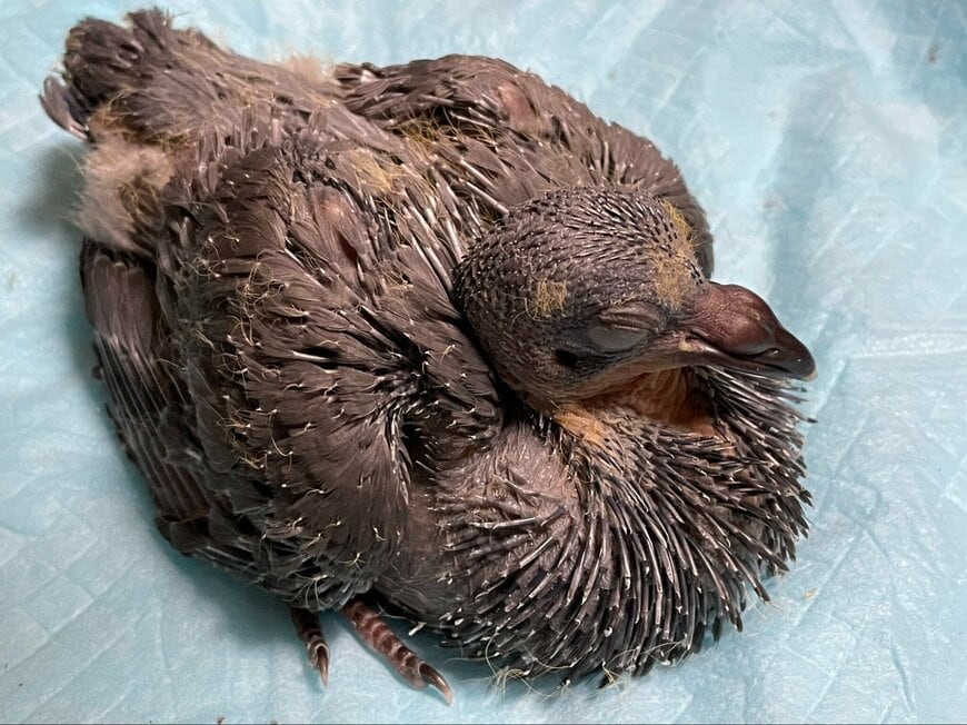 【保護】カラスに襲われていた「ハトの赤ちゃんの3年後」　家族を待ち続ける様子にホッコリ